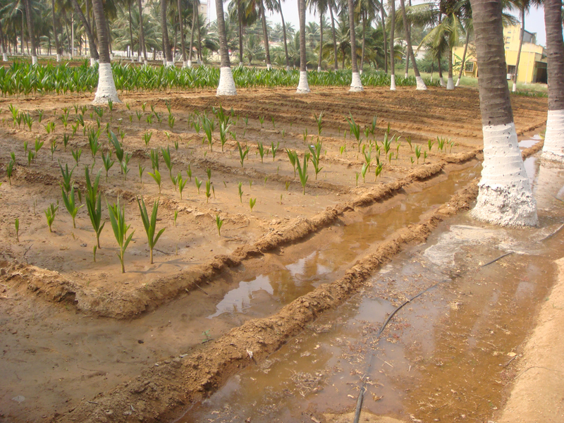 Expert System for Coconut Irrigation Management